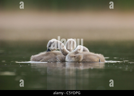 Cigno Cygnus olor a gruppo di cygnets preening all alba di un appartato lago. Giugno. Derbyshire, Regno Unito Foto Stock