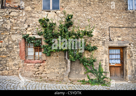 Pear Tree (crescente e produce frutti) contro un vecchio muro di pietra Foto Stock