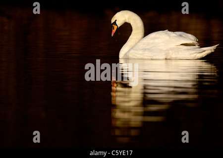 Cigno Cygnus olor profilo di un adulto in luce all'alba. Febbraio. Nottinghamshire, Regno Unito Foto Stock