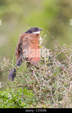 La Burchell coucal (centropus burchelli) ad Addo Elephant Park in Sud Africa. Foto Stock