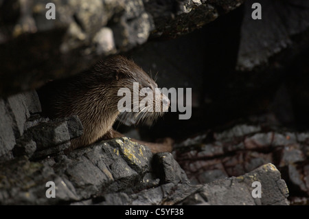 Lontra europea Lutra lutra un umido pause per adulti al di sotto di alcune sovrastanti rocce costiere. Isle of Mull, Scotland, Regno Unito Foto Stock