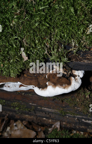 Root Rot Heterobasidion annosum funghi che crescono su albero caduto il ramo Foto Stock