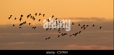 Brent Goose (Branta bernicla), group silhouetted in flight at sunset. Iceland. Foto Stock