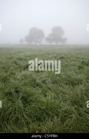 Un campo di nebbia con due alberi nella nebbia. Foto Stock