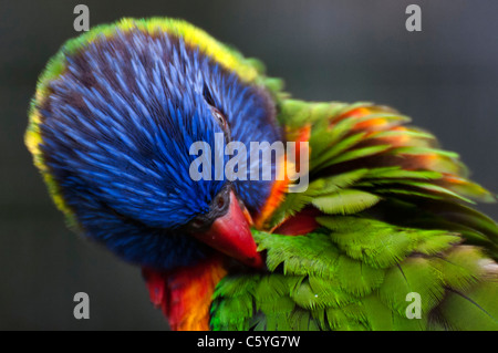 Rainbow Lorikeet fotografato a Jurong Parco degli Uccelli di Singapore. Foto Stock