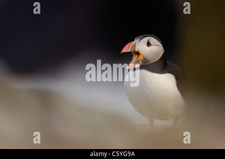 PUFFIN Fratercula arctica un adulto che chiama/sbadigli tra alcune rocce costiere. Maggio. Isole Saltee, Repubblica di Irlanda Foto Stock