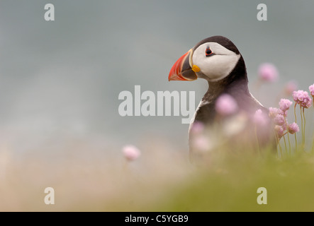 PUFFIN Fratercula arctica un adulto tra alcuni viola parsimonia costiere. Maggio. Isole Saltee, Repubblica di Irlanda Foto Stock