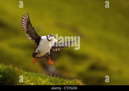 PUFFIN Fratercula arctica un adulto freni come si arriva a terra su una banca erbosa isole Shetland, Scotland, Regno Unito Foto Stock