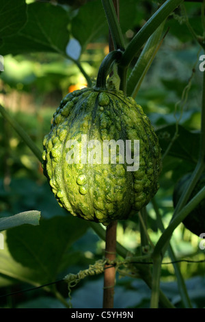 Colocynth (Citrullus colocynthis) cresce in giardino. Foto Stock