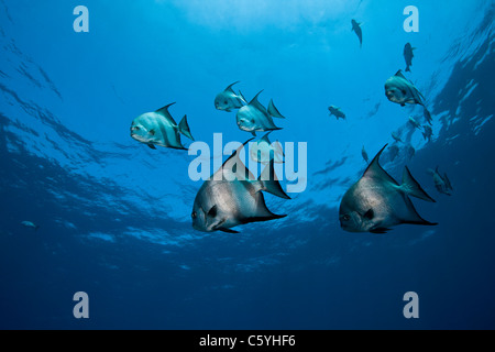 Atlantic Spadefish (Chaetodipterus faber) nuoto su un tropicale Coral reef al largo dell'Isola di Roatan, Honduras. Foto Stock