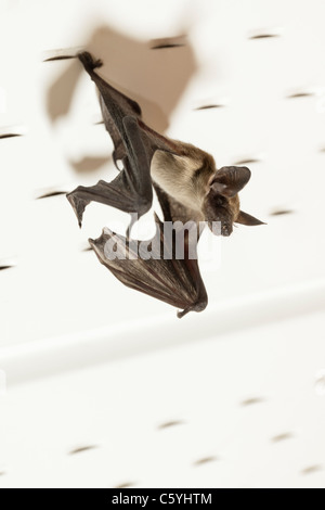 Il piccolo marrone Myotis Bat utilizzando orecchie lunghe per rilevare insetti stazionari Foto Stock