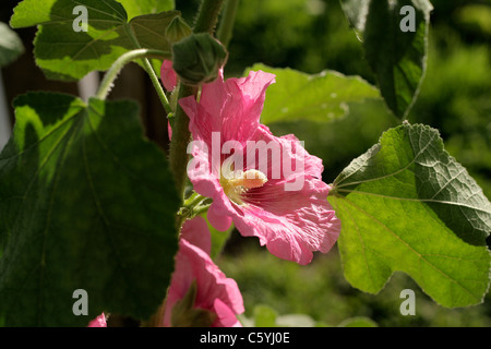 Holly hock, hollyhock in fiore nel giardino (Alcea rosea). Foto Stock