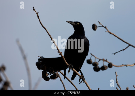 Grande-tailed Grackle (Quiscalus mexicanus loweryi), maschio su un ramo Foto Stock