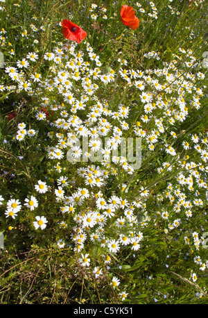 Il papavero e campo di fiori selvaggi vicino a Heather, Leicestershire. 14 giugno 2011. Foto Stock