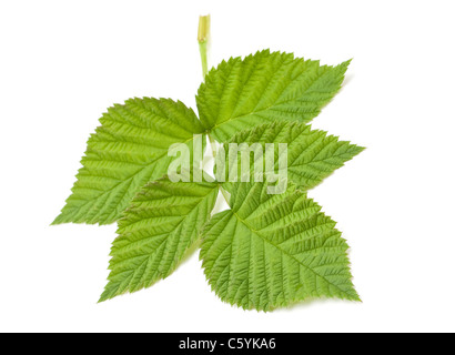 Lampone verde lasciare cloesup isolati su sfondo bianco Foto Stock