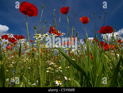 Il papavero e campo di fiori selvaggi vicino a Heather, Leicestershire. 14 giugno 2011. Foto Stock