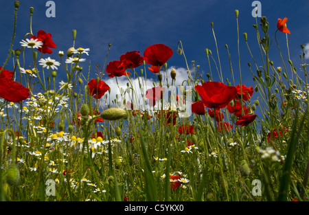 Il papavero e campo di fiori selvaggi vicino a Heather, Leicestershire. 14 giugno 2011. Foto Stock