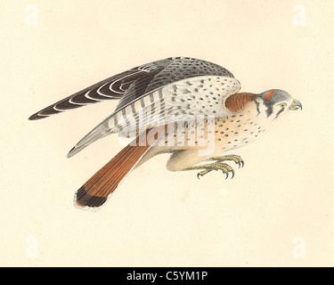 La American Sparrow Hawk, American Gheppio (Falco sparverius) vintage litografia bird - James De Kay, Zoologia di New York o la Fauna di NY, Uccelli Foto Stock