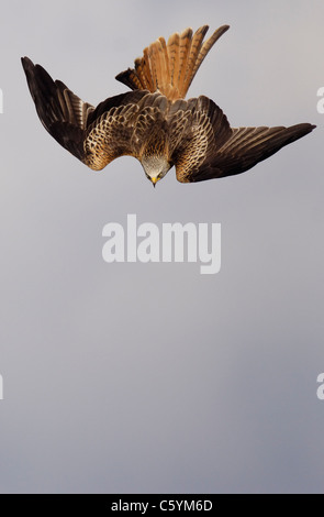 Nibbio reale Milvus milvus un adulto in un immersione verticale verso il terreno. Mid Wales, Regno Unito Foto Stock