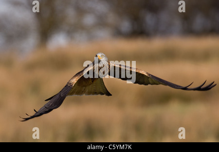 Nibbio reale Milvus milvus un adulto volando a bassa quota sopra la prateria aperta Mid Wales, Regno Unito Foto Stock