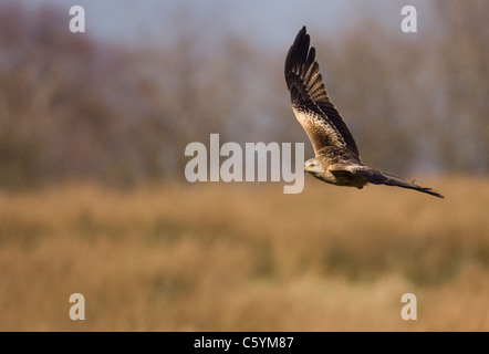 Nibbio reale Milvus milvus un adulto volando a bassa quota sopra alcuni campi Mid Wales, Regno Unito Foto Stock