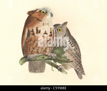 La piccola Civetta, Orientale Civetta (Bubo asio, Megascops asio) vintage litografia bird - James De Kay, Zoologia di New York, NY fauna Uccelli, Foto Stock