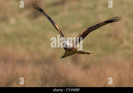 Nibbio reale Milvus milvus un adulto volando a bassa quota sopra alcuni campi Mid Wales, Regno Unito Foto Stock