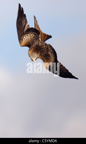 Nibbio reale Milvus milvus un adulto in un immersione verticale verso il suolo Mid Wales, Regno Unito Foto Stock
