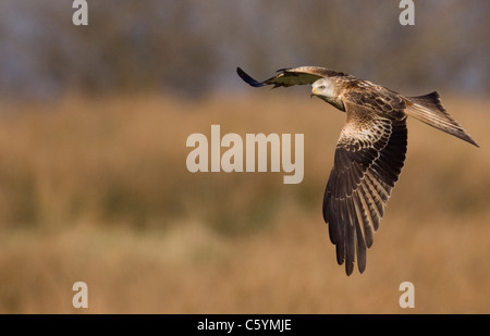 Nibbio reale Milvus milvus un adulto volando a bassa quota sopra aprire i campi e i prati. Marzo. Mid Wales, Regno Unito Foto Stock