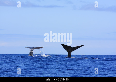 Due Capodoglio immersioni insieme mostrando loro coda in isola pico Azzorre Foto Stock
