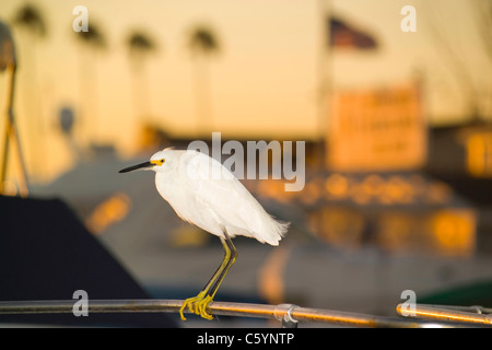 Un Snowy Garzetta (Egretta thuja) posatoi con i suoi piedi giallo su una ringhiera in barca come il sole scende in Newport Harbor a Newport Beach, California, Stati Uniti d'America. Foto Stock