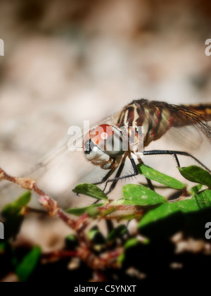 Dragonfly posatoi sul chiodo di garofano. Avviso red acari sull'addome. Macro Foto Stock