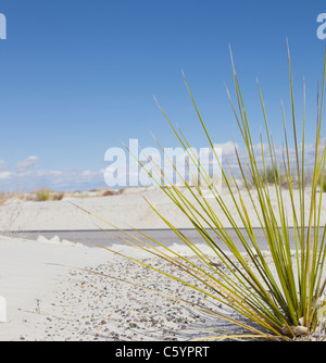 Stati Uniti d'America, Nuovo Messico, il Whitesands, impianto di deserto, strada in background Foto Stock