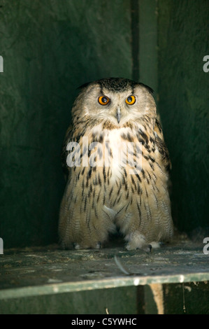 Un siberiano Gufo Reale a Civetta Santuario, Cornwall Foto Stock