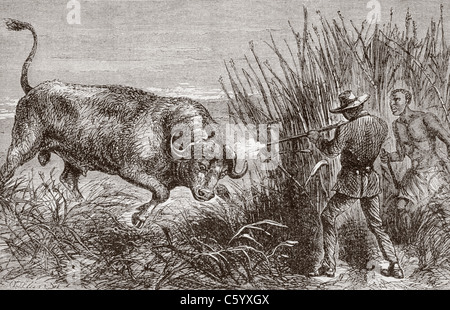 Buffalo caccia in Africa negli anni sessanta. Foto Stock