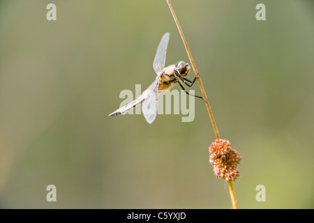 Quattro-spotted chaser dragonfly, Libellula quadrimaculata, poggiante su reed. Foto Stock