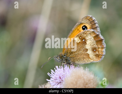 Gatekeeper maschio, Pyronia tithonus, butterfly , alimentando il fiore di cardo. Foto Stock