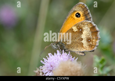 Gatekeeper maschio, Pyronia tithonus, butterfly , alimentando il fiore di cardo. Foto Stock