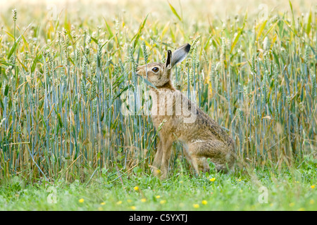 Brown Hare Lepus europaeus, in field. Foto Stock