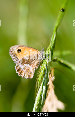 Gatekeeper Pyronia tithonus butterfly in appoggio sul gambo di erba. Nel Regno Unito, in estate. Foto Stock