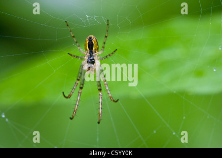 La parte inferiore di una vespa ragno Argiope bruennichi. Foto Stock