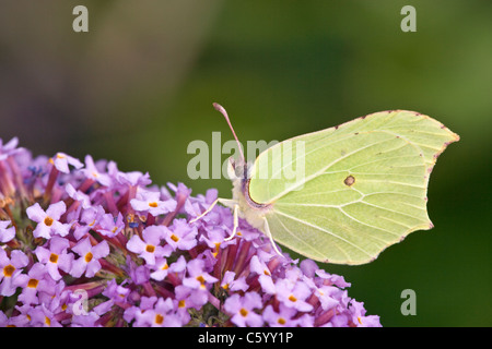 Brimstone butterfly, Gonepteryx rhamni, alimentando su Buddleja fiore. Foto Stock