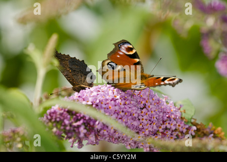 Coppia di farfalle di pavone, Inachis io, su Buddleia flower. Foto Stock