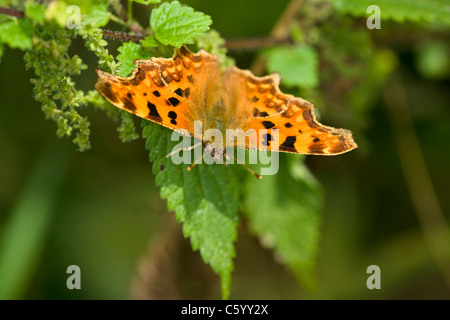 Virgola butterfly Polygonia c-album, in appoggio sulla lamina. Foto Stock