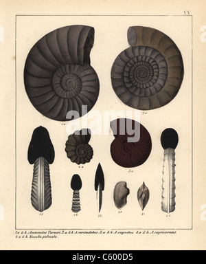 I fossili di estinzione dei cefalopodi Foto Stock