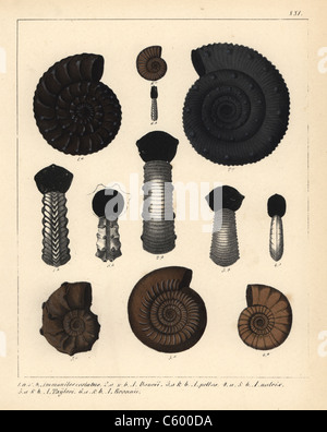 I fossili di estinzione dei cefalopodi Foto Stock