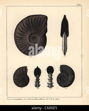 I fossili di estinzione dei cefalopodi Foto Stock