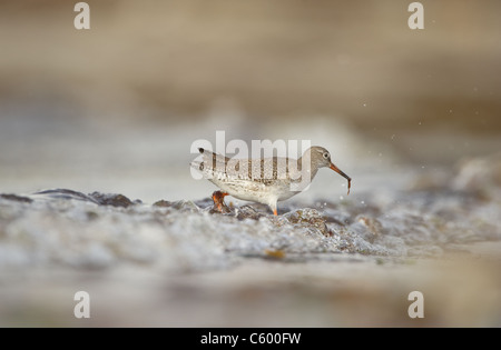 Redshank Tringa totanus un adulto rovistando tra le onde che si infrangono nei bassifondi di marea isole Shetland, Scotland, Regno Unito Foto Stock