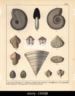 I fossili di estinzione dei cefalopodi e molluschi Foto Stock