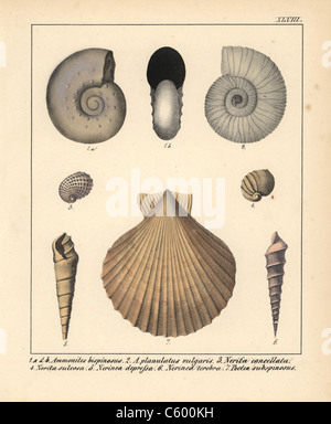 I fossili di estinzione dei cefalopodi e molluschi Foto Stock